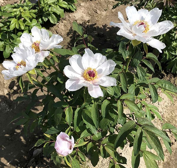 中国原種牡丹(ぼたん):薬用牡丹 鳳丹4号ポット