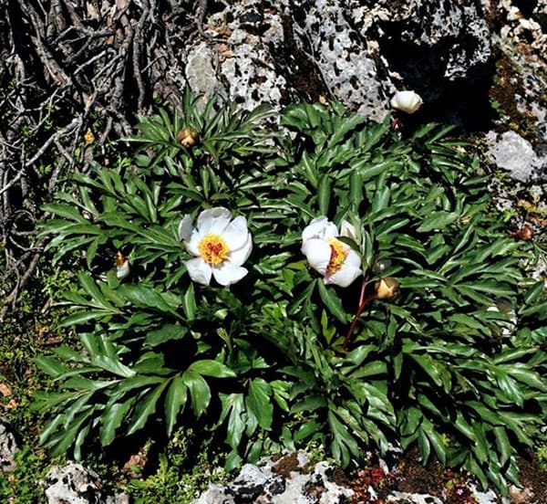 中国原種牡丹(ぼたん):薬用牡丹 鳳丹4号ポット