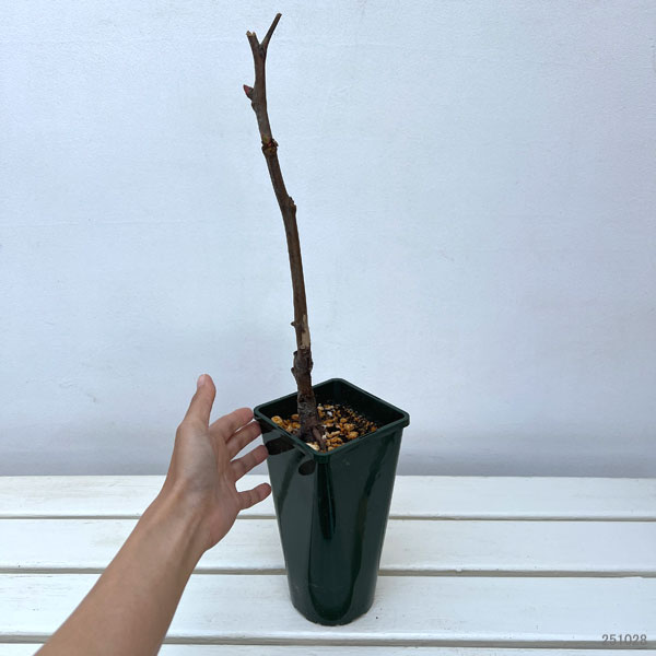 中国原種牡丹(ぼたん):薬用牡丹 鳳丹4号ポット