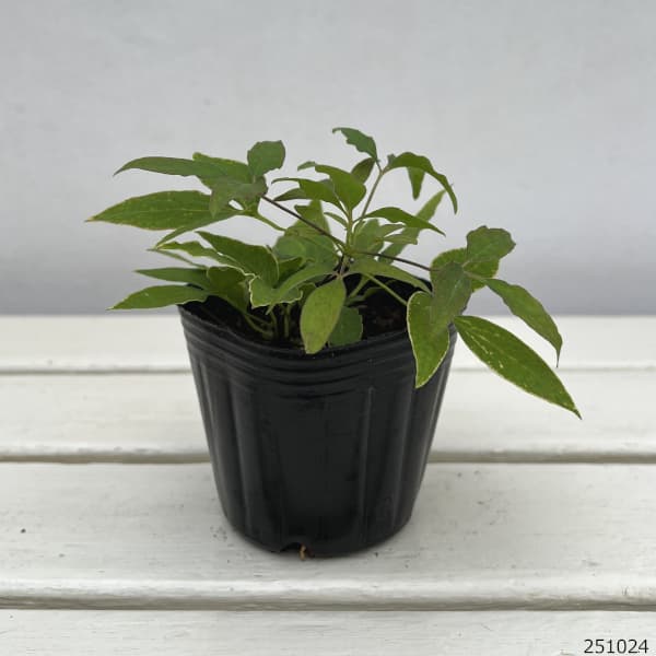 クレマチス：あなたの笑顔がみたいから3-3.5号ポット（パテンス系）