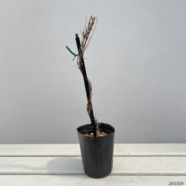 クレマチス：ココノエ（九重）3.5号ポット（フロリダ系）