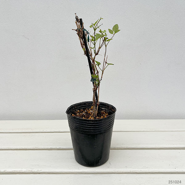 クレマチス:ココノエ(九重)3.5号ポット(フロリダ系)