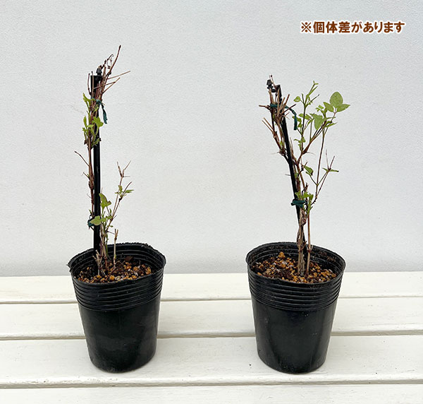 クレマチス:ココノエ(九重)3.5号ポット(フロリダ系)