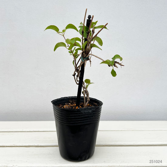 クレマチス：アカフジ（赤富士）3.5号ポット（八重咲・パテンス系）