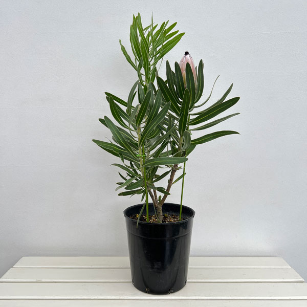 プロテア：ピンクミンク　7号鉢植え