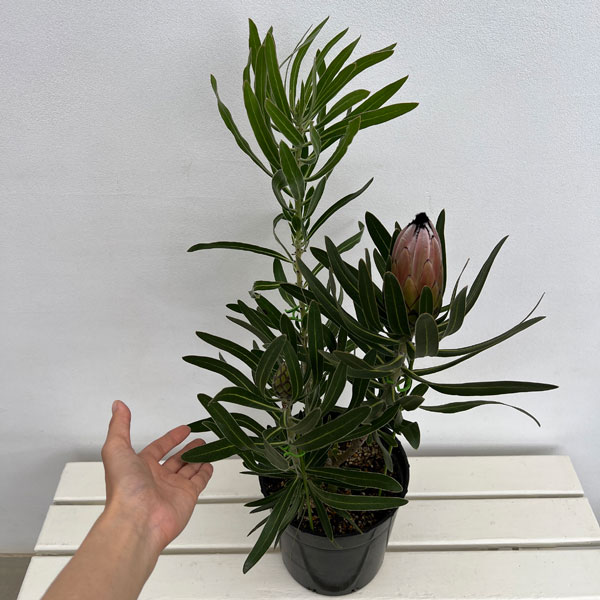 プロテア：ピンクミンク　7号鉢植え