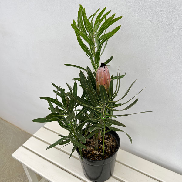 プロテア：ピンクミンク　7号鉢植え