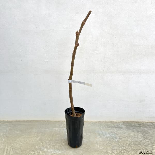 イチジク：ディアーナ4号ポット