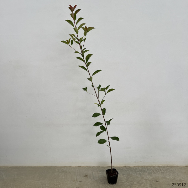 レッドロビン（西洋紅カナメモチ）3.5号ポット