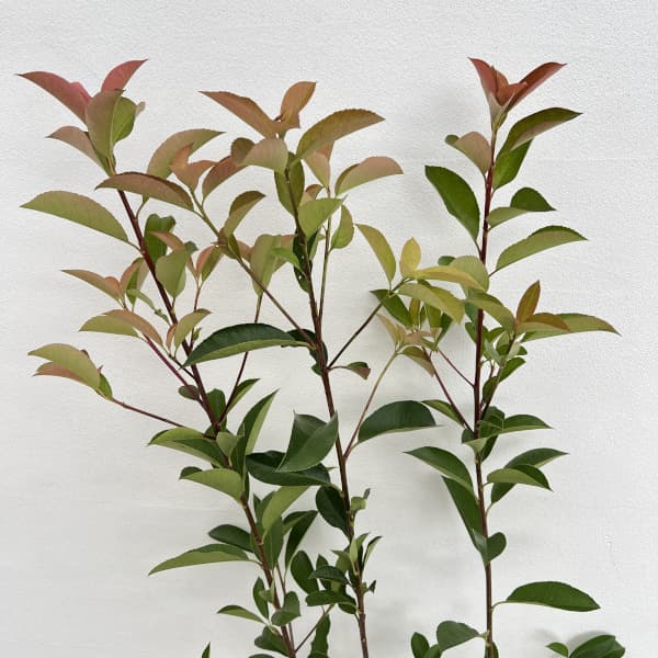 レッドロビン（西洋紅カナメモチ）3.5号ポット