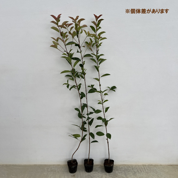 レッドロビン（西洋紅カナメモチ）3.5号ポット