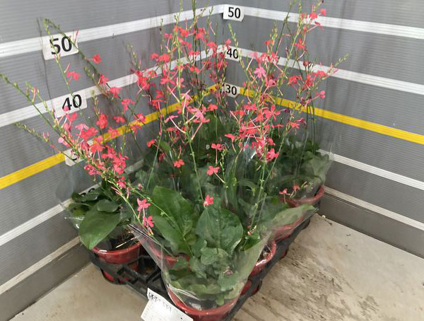 プルンバーゴ(ルリマツリ):インディカ4号鉢植え