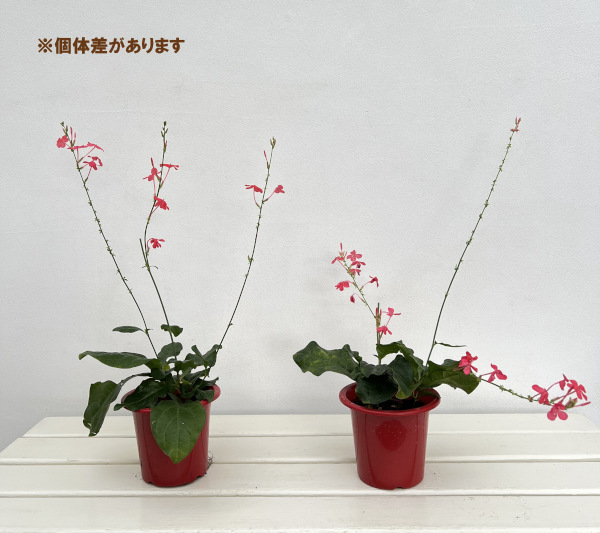 園芸ネット本店｜プルンバーゴ（ルリマツリ）：インディカ4号鉢植え の
