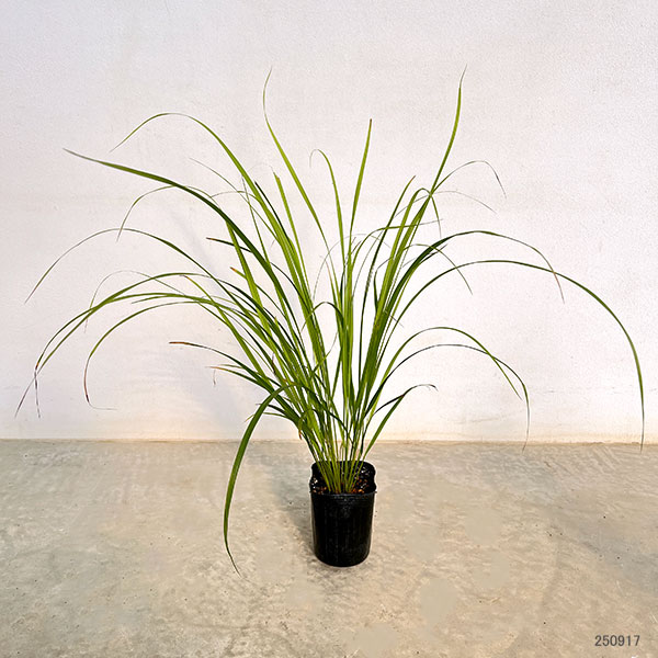 カラマグロスティス:ブラキトリカ3号ポット