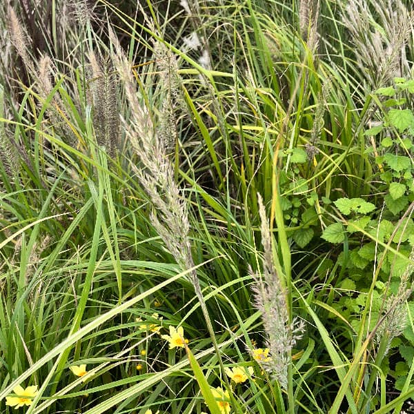 カラマグロスティス:ブラキトリカ3.5号ポット