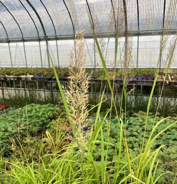 カラマグロスティス:ブラキトリカ3号ポット