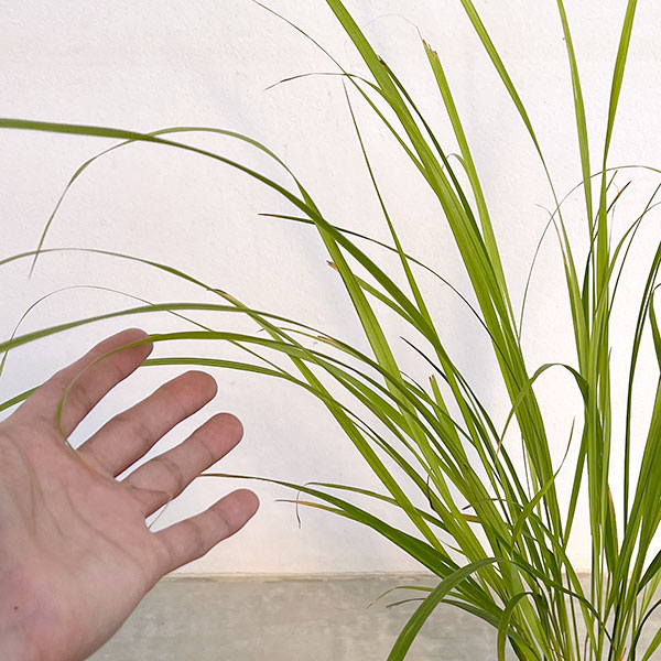 カラマグロスティス:ブラキトリカ3号ポット