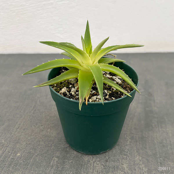 ディッキア:ブレビフォリア イエローグロー 2.5号鉢植え