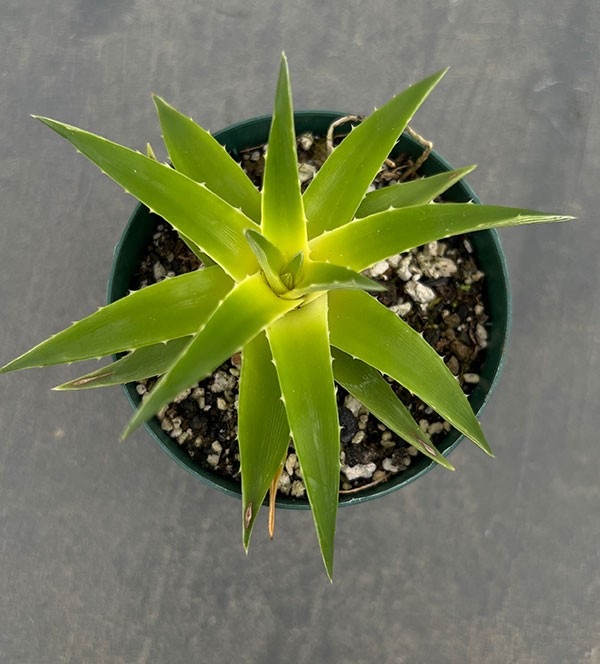 ディッキア:ブレビフォリア イエローグロー 2.5号鉢植え