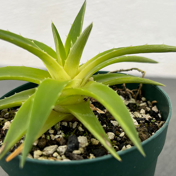 ディッキア:ブレビフォリア イエローグロー 2.5号鉢植え