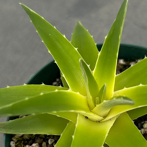 ディッキア:ブレビフォリア イエローグロー 2.5号鉢植え