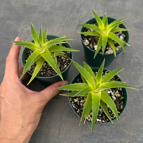 ディッキア:ブレビフォリア イエローグロー 2.5号鉢植え