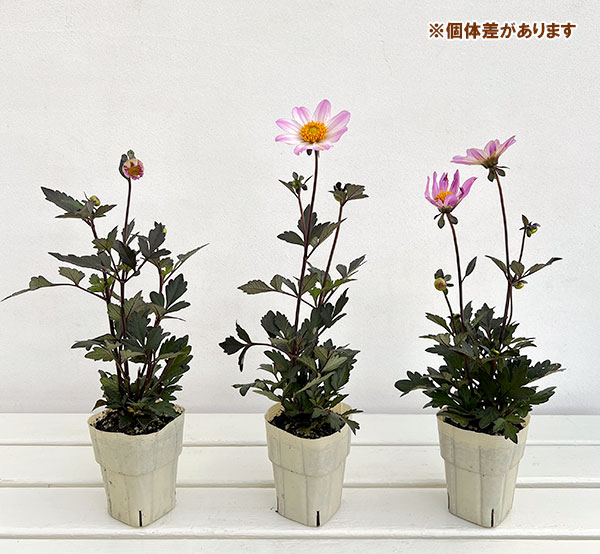 ダリア（黒葉）：カクテルアミーゴ　パローマ3号ロングポット