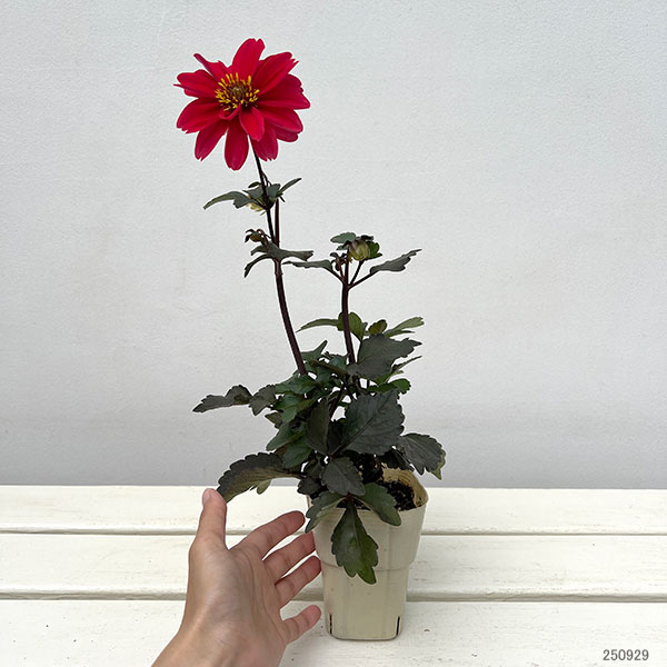 ダリア(黒葉):カクテルアミーゴ ジャックローズ3号ロングポット