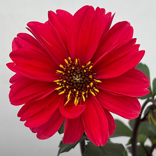 ダリア(黒葉):カクテルアミーゴ ジャックローズ3号ロングポット