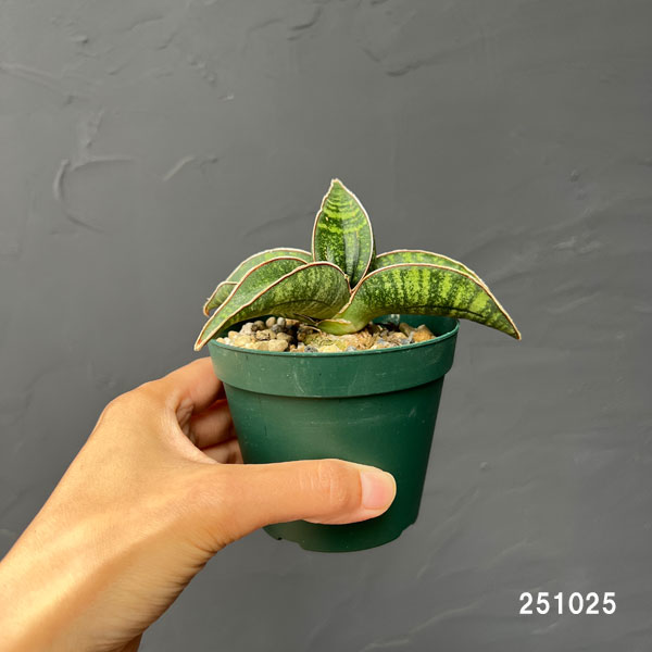 サンセベリア:フィッシェリー 3号ポット