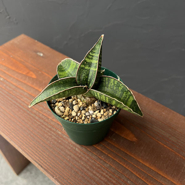 サンセベリア:フィッシェリー 3号ポット