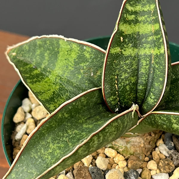 サンセベリア:フィッシェリー 3号ポット