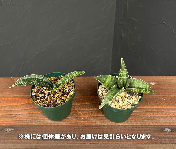 サンセベリア:フィッシェリー 3号ポット