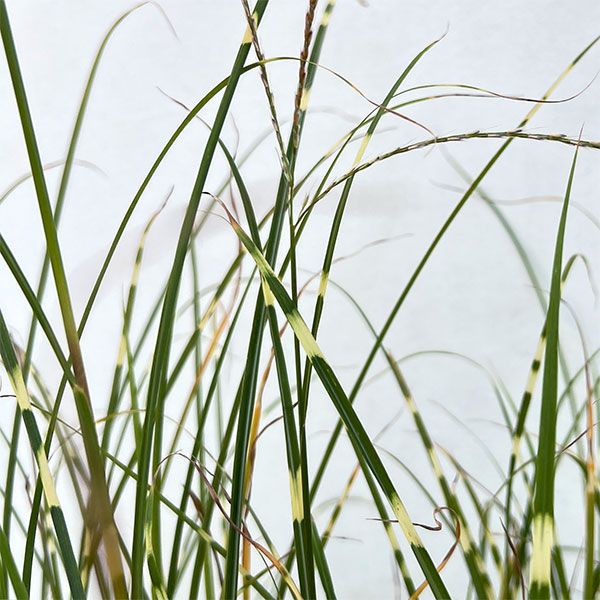 ススキ:姫タカノハススキ・ナイアガラムーン4号ポット