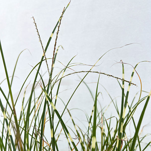 ススキ:姫タカノハススキ・ナイアガラムーン4号ポット