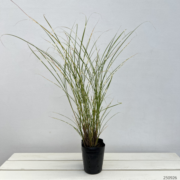 ススキ:姫タカノハススキ・ナイアガラムーン4号ポット