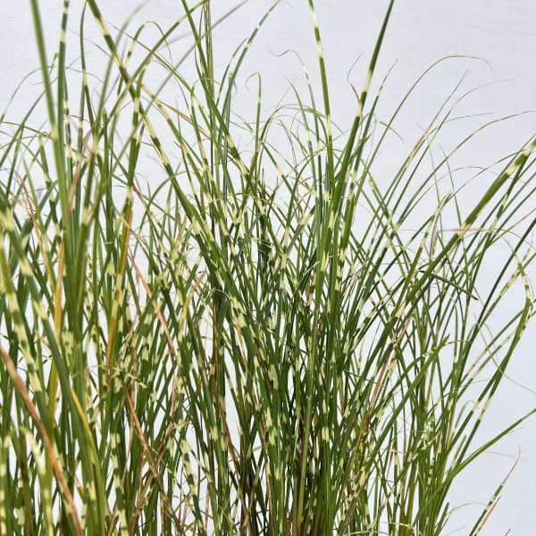 ススキ:姫タカノハススキ・ナイアガラムーン4号ポット