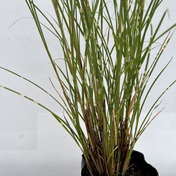 ススキ:姫タカノハススキ・ナイアガラムーン4号ポット