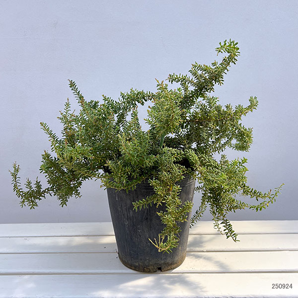 グレビレア:ラニゲラ7号ポット