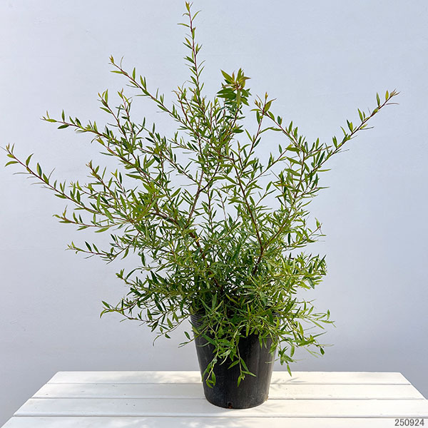 グレビレア:フォレストランブラー7号ポット