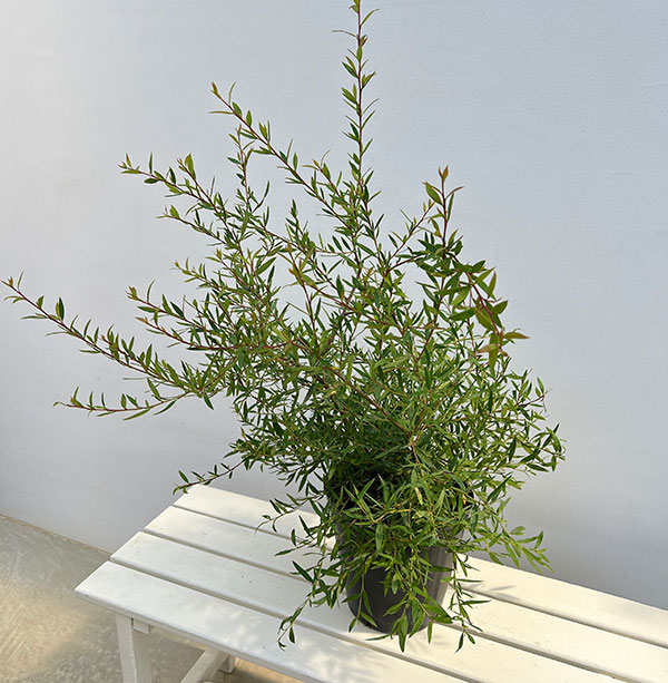 グレビレア:フォレストランブラー7号ポット