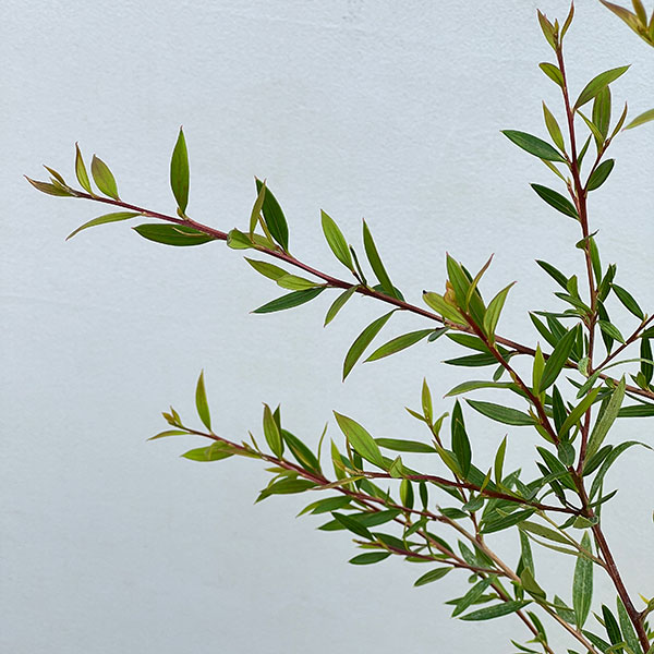 グレビレア:フォレストランブラー7号ポット