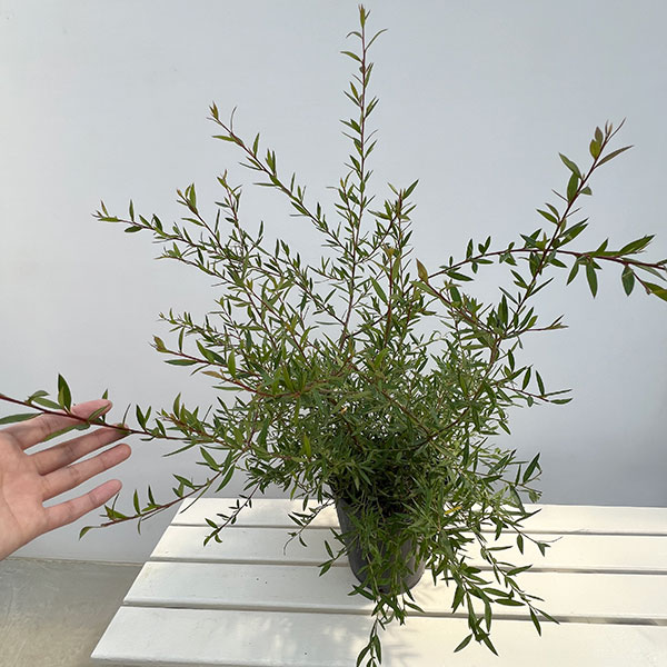 グレビレア:フォレストランブラー7号ポット