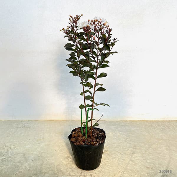 サルスベリ(百日紅):ルナーマジック(白)5号鉢植え