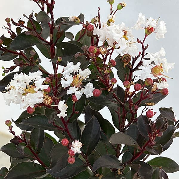 サルスベリ(百日紅):ルナーマジック(白)5号鉢植え