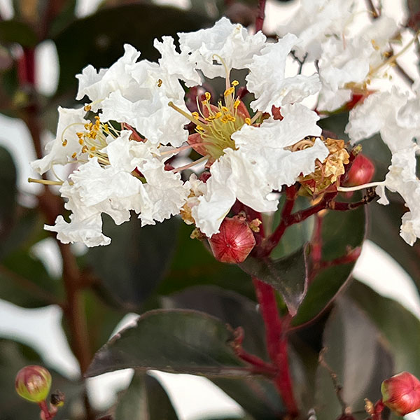 サルスベリ(百日紅):ルナーマジック(白)5号鉢植え