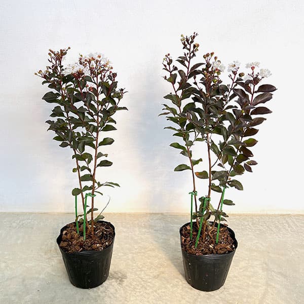 サルスベリ(百日紅):ルナーマジック(白)5号鉢植え