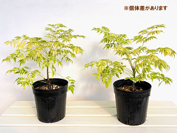 センダン:フラッシュダンサー 6号ポット