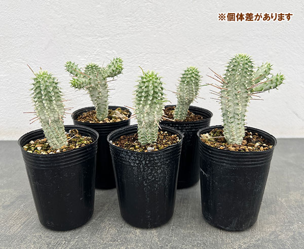 ユーフォルビア:シラカバキリン 2.5号ポット