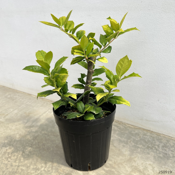 西洋ヒイラギ:オウゴンホーリー6号ポット